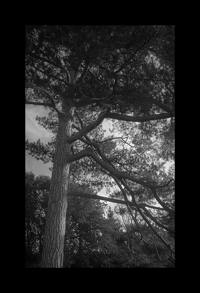 Common Pine by Nicholas M Vivian