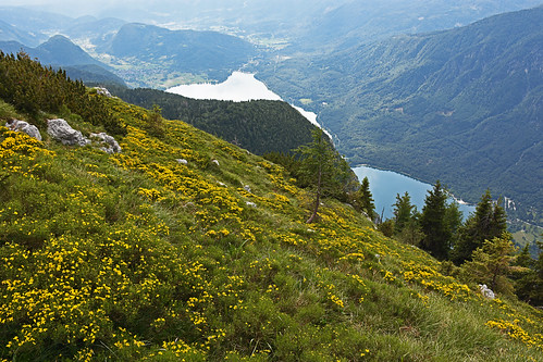 slovenija slovenia bohinj julianalps pršivec prsivec outdoors hiking mountain lake meadow flowers panorama landscape