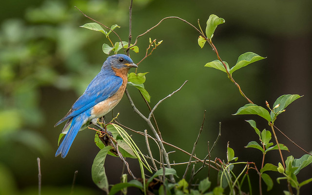 Eastern Bluebird (1 of 1).jpg