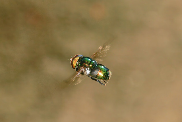 Hovering Fly