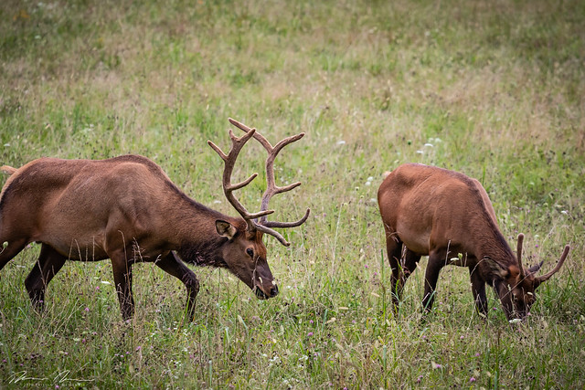 elk in the smokey mountains-23.jpg