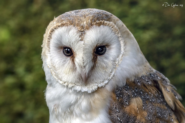Barn Owl portrait.