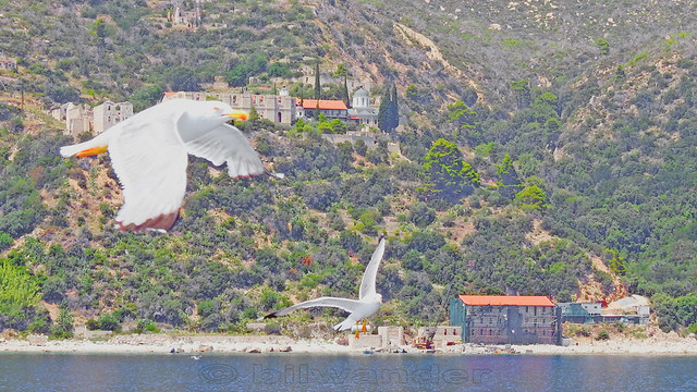 Greece, Macedonia, Aegean Sea, seagulls while cruising around Mount Athos peninsula