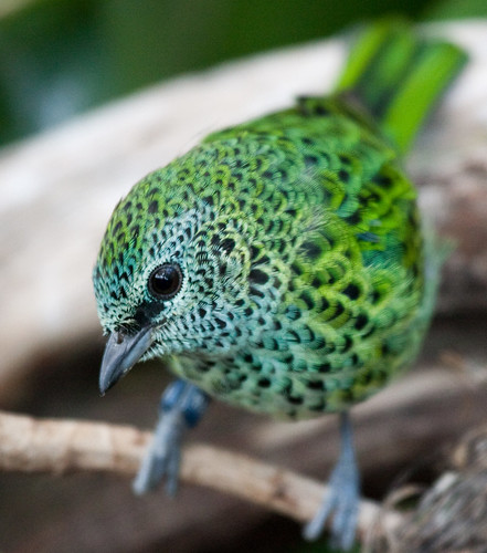 Spotted Tanager by San Diego Shooter
