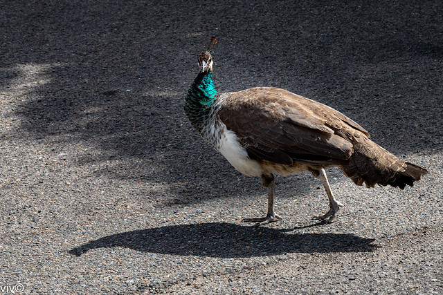 Peahen posing for camera