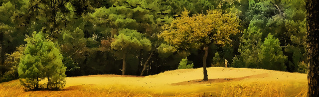 sand pine forest