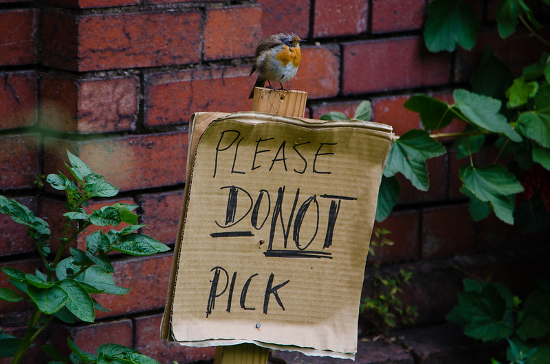 Please do not pick (bedraggled robin)