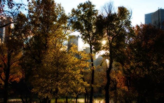 Central Park Sun (Orton)