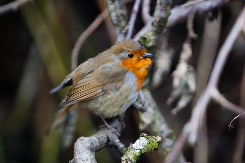 Robin singing