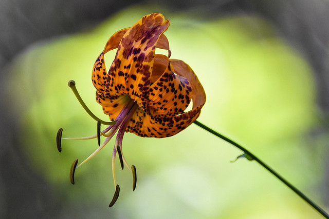 Humboldt's Lily (Lilium humboldtii ssp. ocellatum)