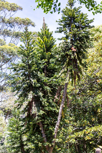 Rare Wollemi Pines - traced to time of dinosaurs