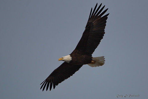 birds flight bald eagle adult soaring canon 70d