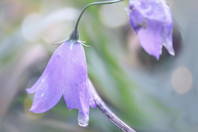 Automn Purple Flowers