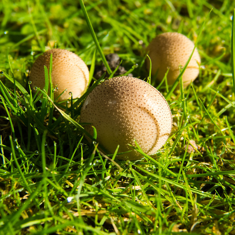 Autumn fungi: trio of tiny puffballs