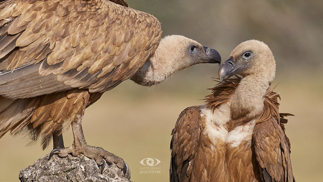 1/2 - Vultures in love:  Gänsegeier (Gyps fulvus) - Griffon vulture   ·  ·  ·   (5D412199)
