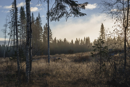 haze autumn landscape tree östersund forest grass sweden pine birch sunrise silhouette nature