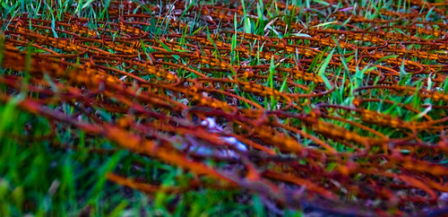 beautiful bedspring boxspring city color colorful depthoffield dof grass green junk macro metal nature old pattern rust rusty springs texture paterson nj unitedstates nikond70 18200mmf3563 greatfallsofthepassaicriver usa landscapeorientation photo photography