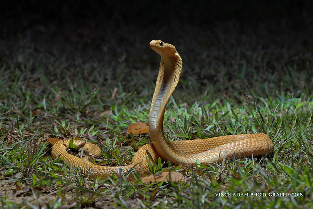 IMG_7558-1(W) Spitting Cobra (Naja sumatrana), golden morph