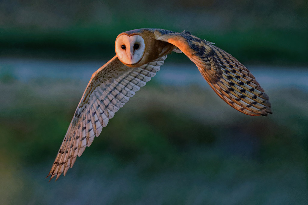 barn owl fly by:  off on the nightly hunt