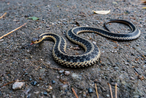 handheld nature portrait reptile snake wildlife dedham ma unitedstates