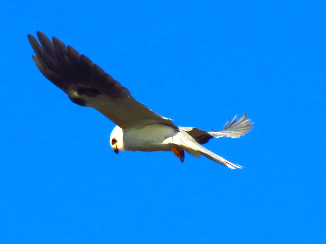 White - tailed Kite /South California