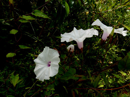 white vine morninggloryfamily june summer closeup
