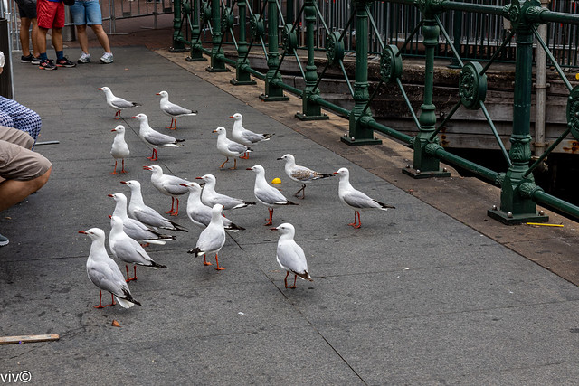 Attentive Seagulls waiting on possible food handouts