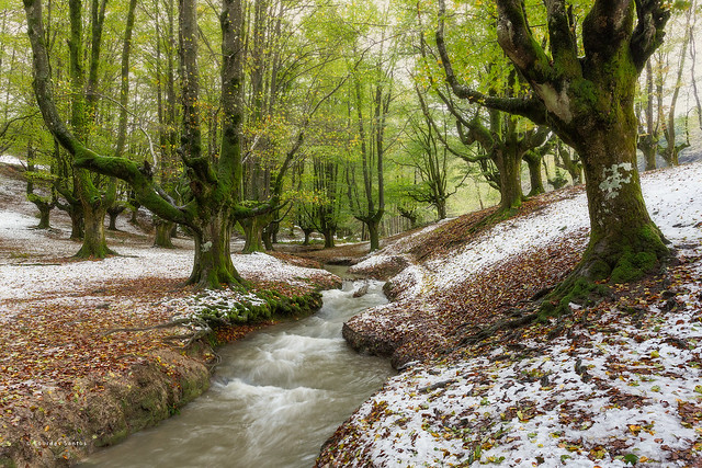 Snow in the beech forest