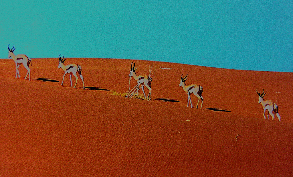 Namibia , Springböcke überqueren eine Düne , 0152 v