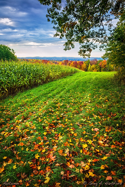 Autumn in a Maine Field