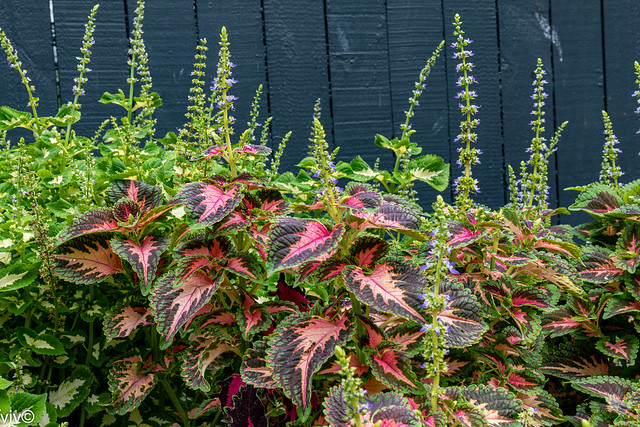 Beautiful Coleus plant colours