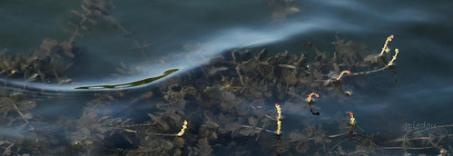 vague ridule vaguelette vieetmort eau lake plante aquatique poésie profondeur