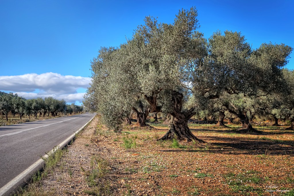 Millenary olive trees on the road from La Salzadella to Tí… | Flickr