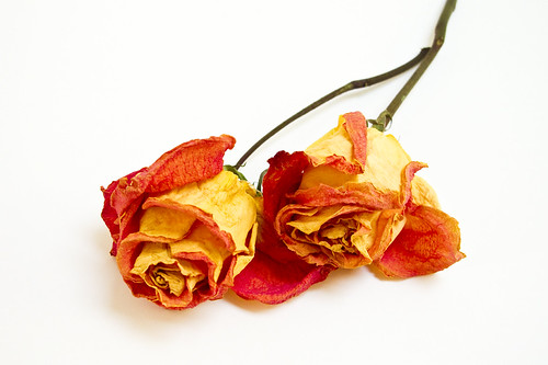Faded Glory by Prof. Tournesol