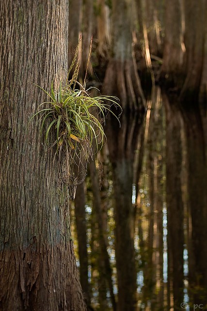 Intimacy inside the cypress swamp