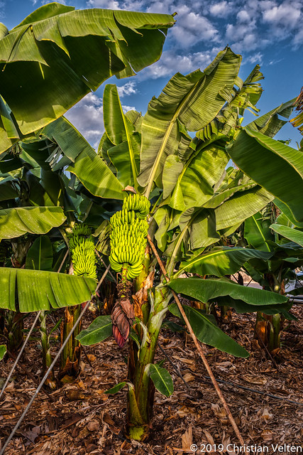 Sunlit banana tree in a Tenerife island banana plantation