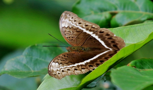 Common Yellow Glider (f) - Cymothoe egesta | by jaytee27