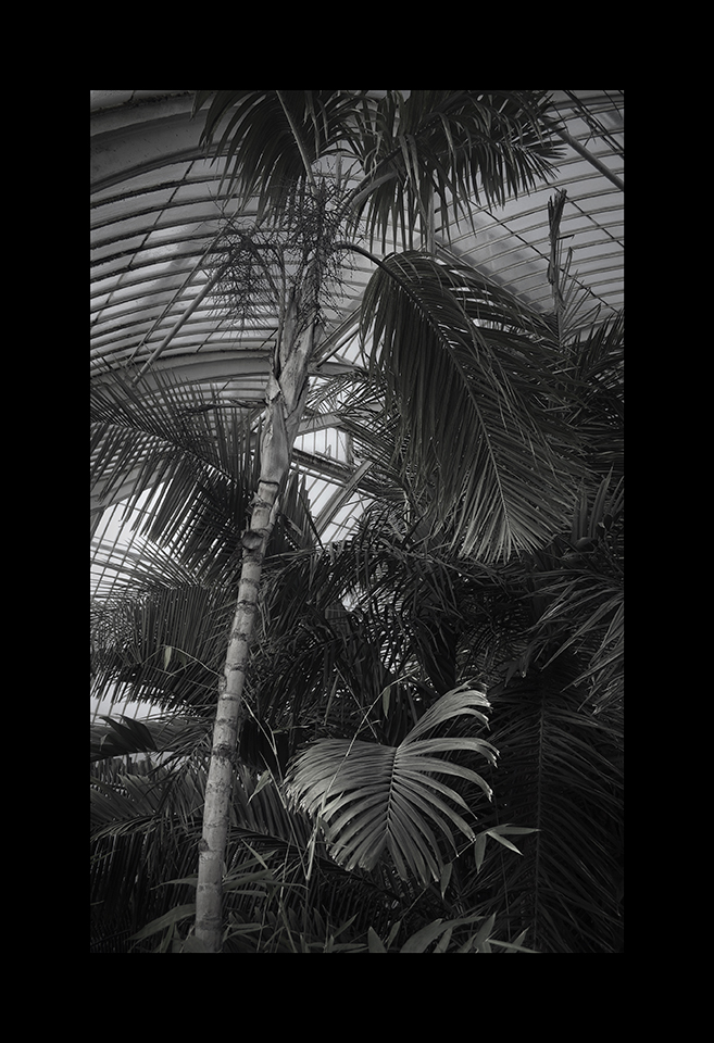 Palm House by Nicholas M Vivian
