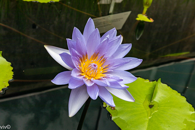 Purple Lotus flower
