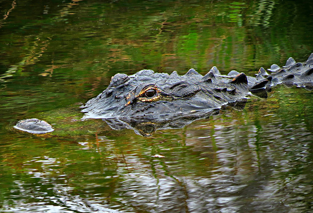 Alligator - Keeping an Eye on Me