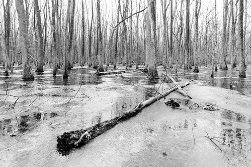 bw beautiful blackandwhite forest frozen ice landscape nature seasons swamp trees winter woods nikond850 20mmf18 landscapeorientation photo photography