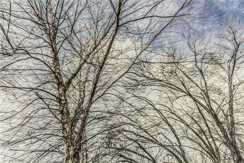 california sky usa plant tree nature america painting unitedstates bakersfield riverbirch kerncounty postedonflickr photosbydavid jfflickr platoct betulanigra platocourt