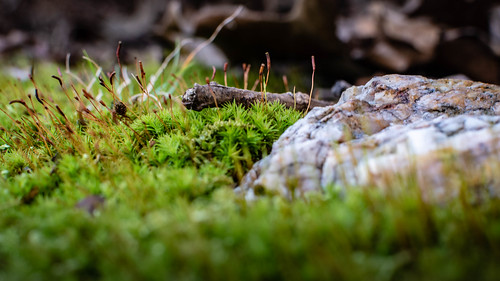 arkansas nikon nature d500 moss landscape littlerock tinylandscape macro nikkor35mm outside naturalstate