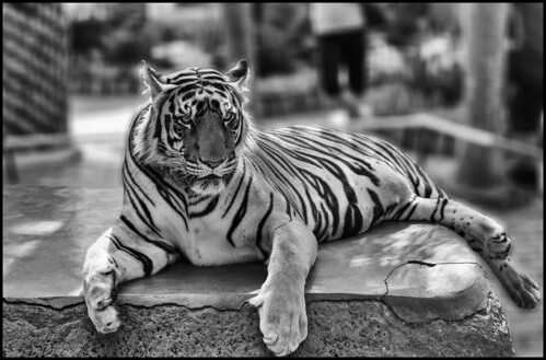 природа nature пейзаж landscape dmilokt тигр tiger чб bw черный белый black white зверь animal