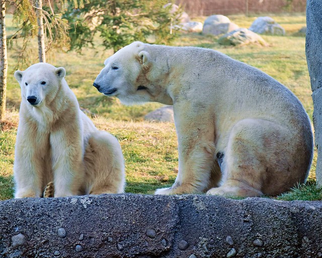 Polar bears, The Columbus Zoo 12/19/18