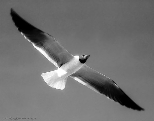 laughinggull gull seagull seagulls portcanaveral jetty bird seabirds fowl waterfowl florida beach apollo16