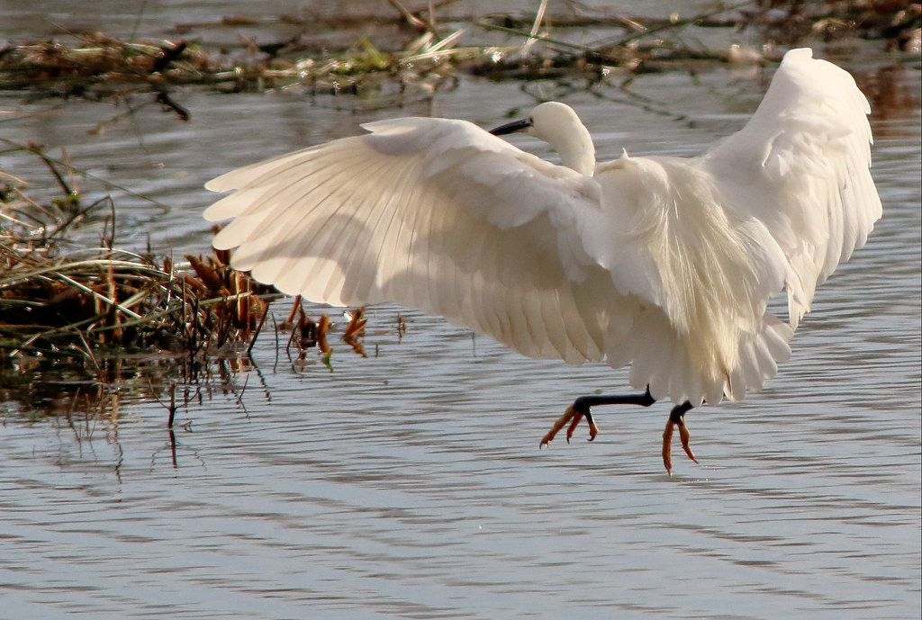 Little Egret in landing mode