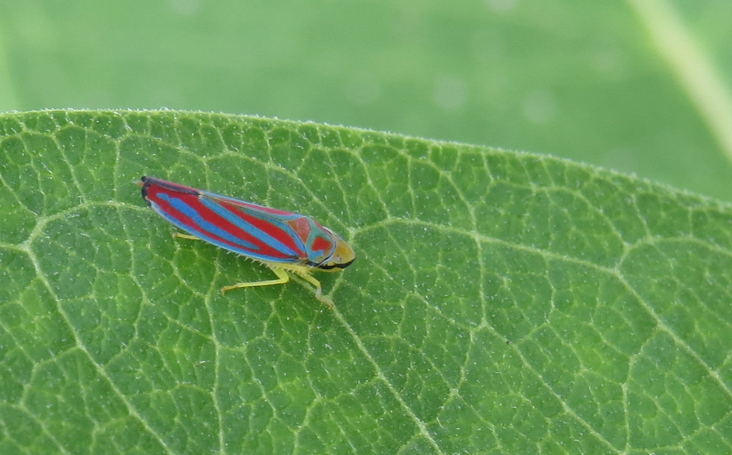 candy-striped leafhopper