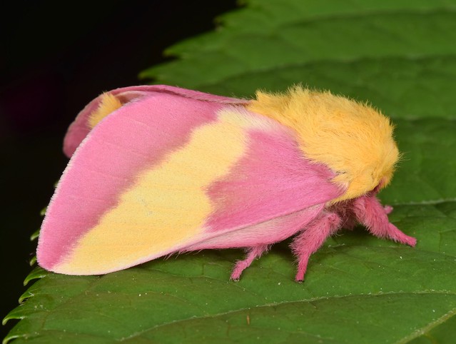 Rosy Maple Moth - Dryocampa rubicunda