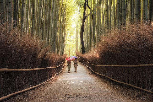 Arashiyama Bamboo Avenue - Kyoto (Japan)